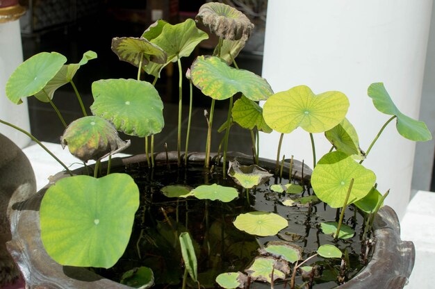 Close-up of green leaves floating in lake