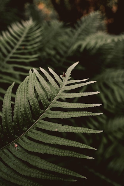 A close up of green leaves in a forest