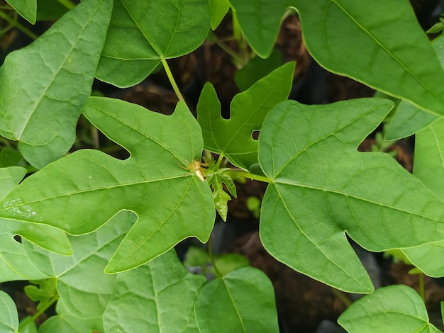 Foto close-up di foglie verdi infestate di insetti su uno sfondo verde naturale
