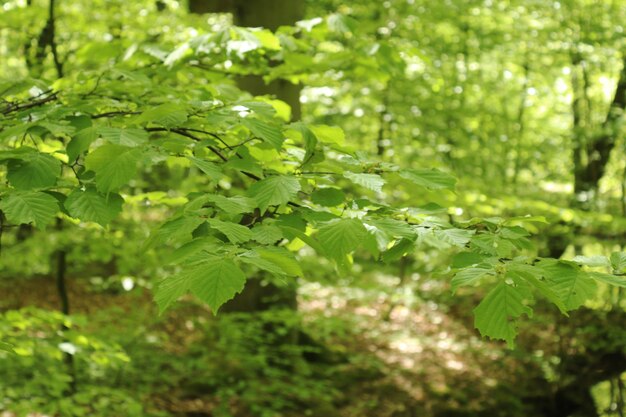 Close-up of green leaves on land