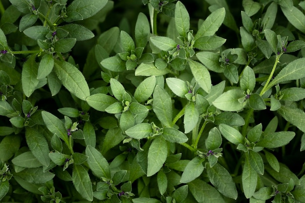 Photo close up on green leaves in nature