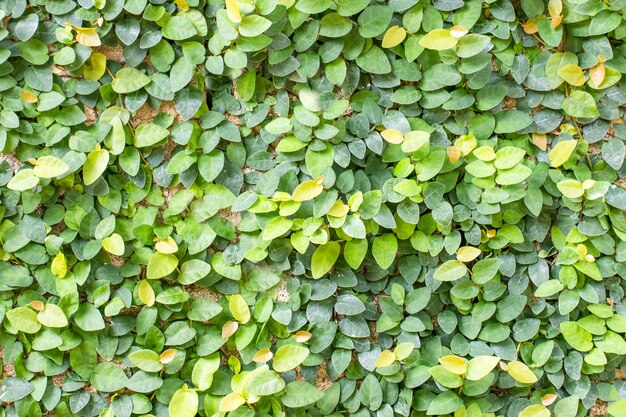 Close up green leaves in nature