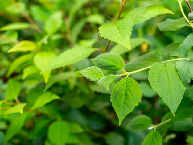 Close-up of the green leaves of the Philadelphia shrub.