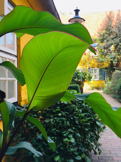 Close-up of green leaves on plant against building