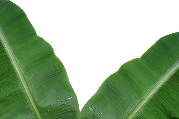 Close-up of green leaves on plant against sky