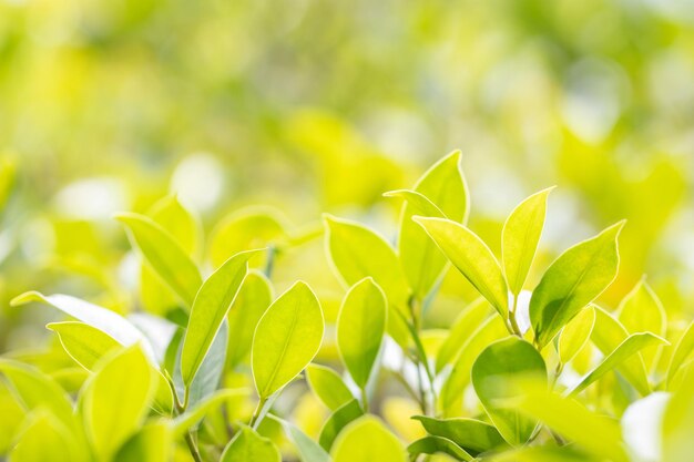 Close-up of green leaves on plant in field