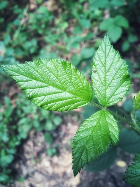 Photo close-up of green leaves on plant in forest