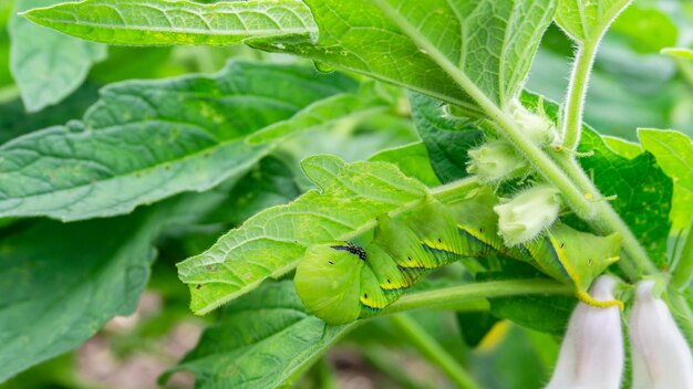 Close-up of green leaves on plant