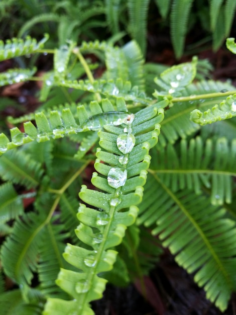 Close-up of green leaves on plant