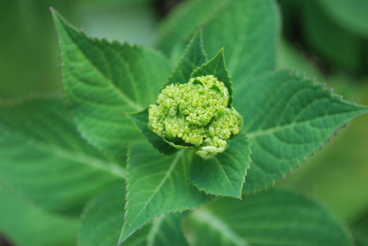 Photo close-up of green leaves on plant