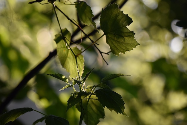 식물 의 초록색 잎 들 의 근접 사진