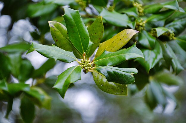 Photo close-up of green leaves on plant