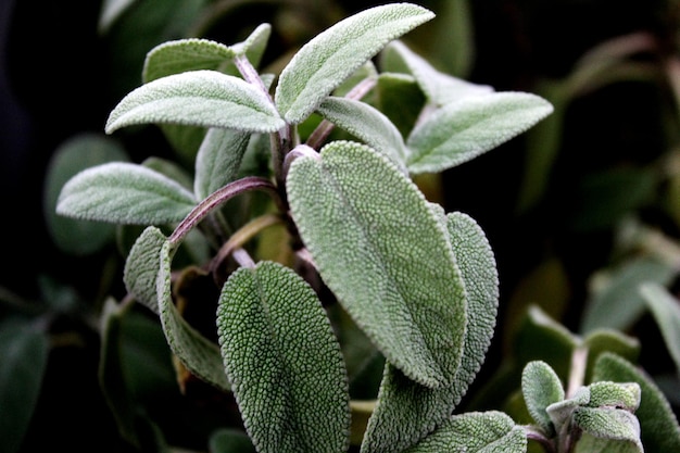 Photo close-up of green leaves on plant