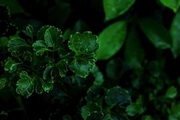 植物 の 緑 の 葉 を 近く から 見る