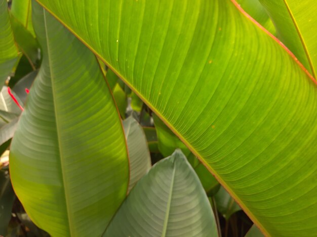 식물 의 초록색 잎 들 의 근접 사진
