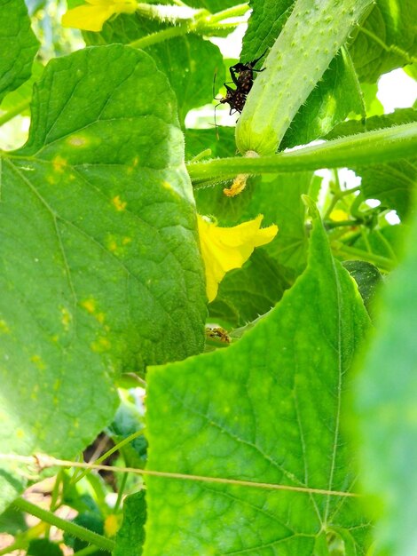 Close-up of green leaves on plant