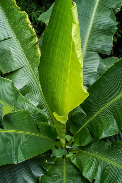 Photo close-up of green leaves on plant