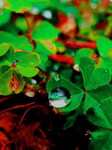 Close-up of green leaves on plant