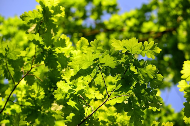 Photo close-up of green leaves on plant