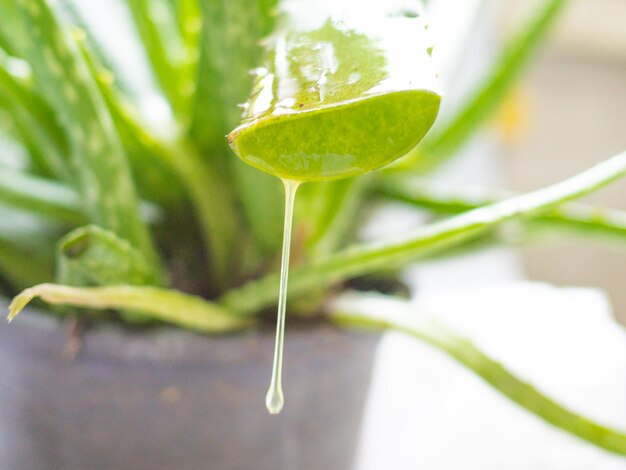 Photo close-up of green leaves on plant