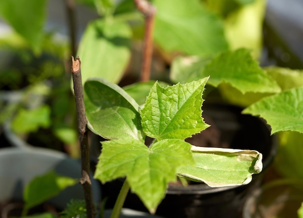 Close-up of green leaves on plant