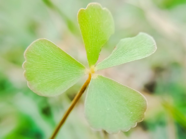 Close-up of green leaves on plant