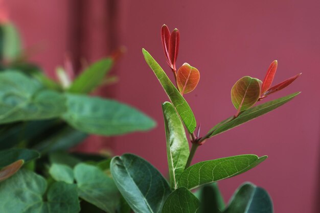 Photo close-up of green leaves on plant