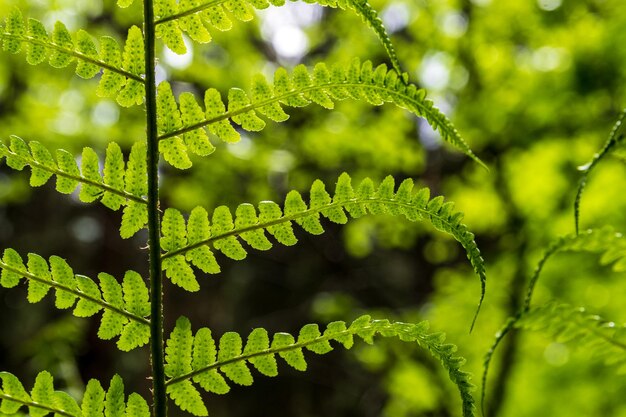 Close-up of green leaves on plant