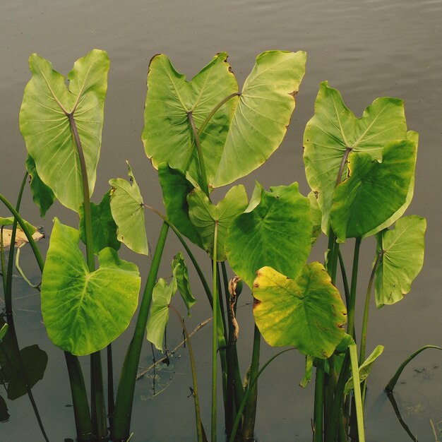 植物の緑の葉のクローズアップ