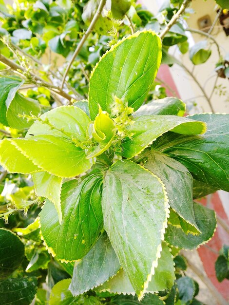 Close-up of green leaves on plant