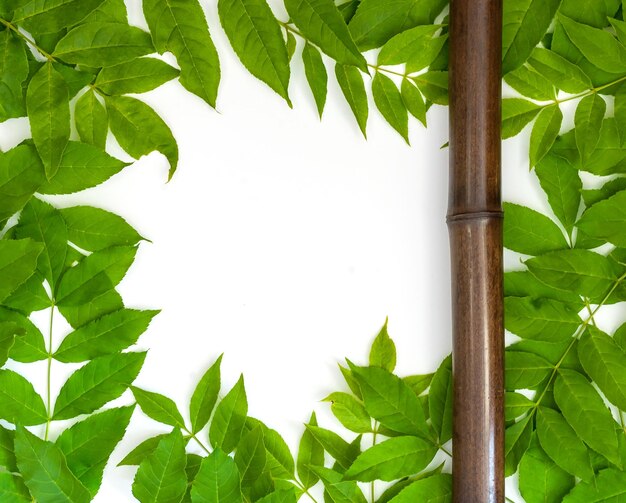 Photo close-up of green leaves on plant