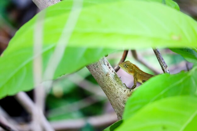 Close-up of green leaves on plant