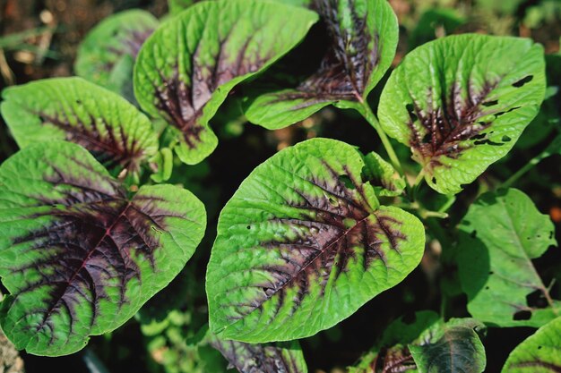 植物の緑の葉のクローズアップ
