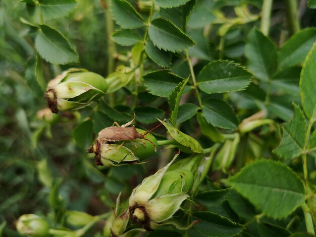 Photo close-up of green leaves on plant