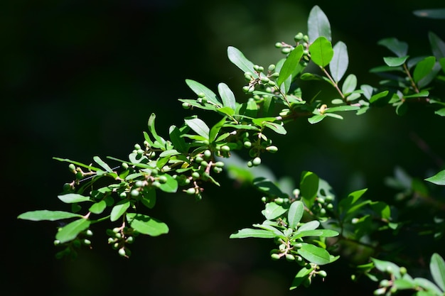 Photo close-up of green leaves on plant