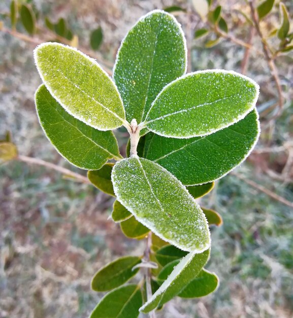 Foto prossimo piano delle foglie verdi sulla pianta