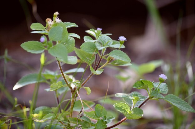 Foto prossimo piano delle foglie verdi sulla pianta