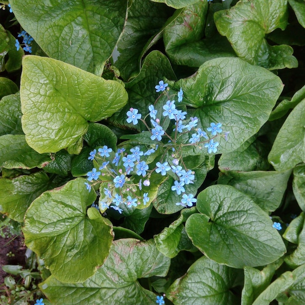 植物 の 緑 の 葉 を 近く から 見る