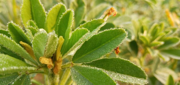 Close-up of green leaves on plant