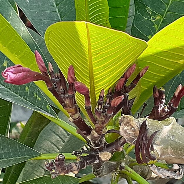 Close-up of green leaves on plant