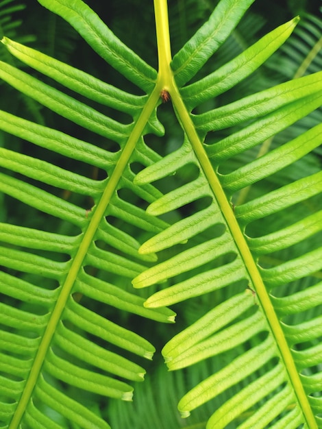 close-up of green leaves on plant