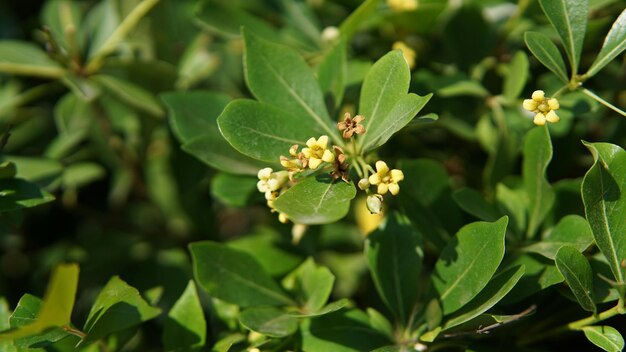 Photo close-up of green leaves on plant