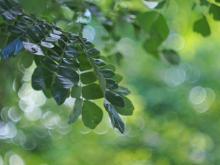 Photo 植物の緑の葉のクローズアップ