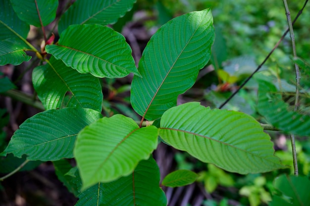 Close-up of green leaves on plant