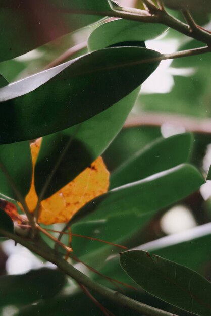 Close-up of green leaves on plant