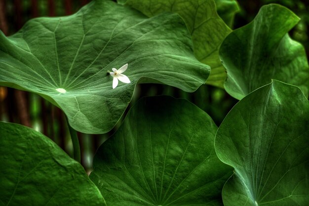 Close-up of green leaves on plant