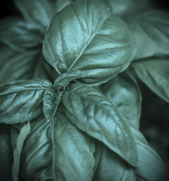 Close-up of green leaves on plant