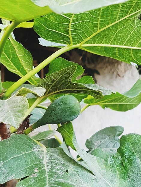 Close-up of green leaves on plant