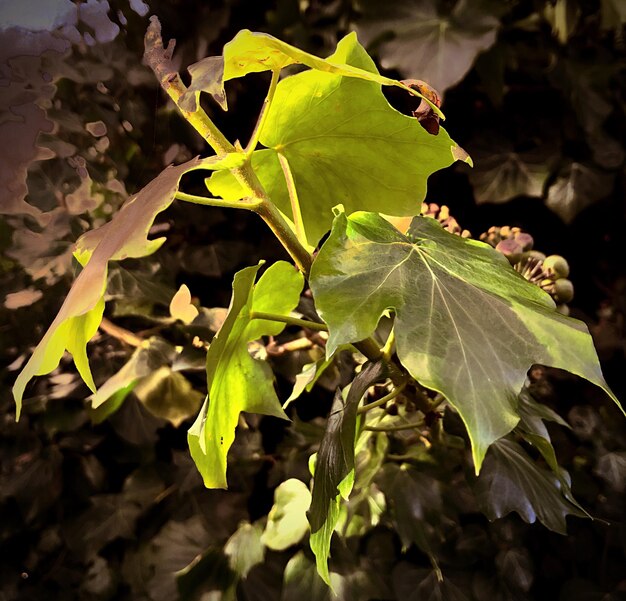 Foto prossimo piano delle foglie verdi sulla pianta