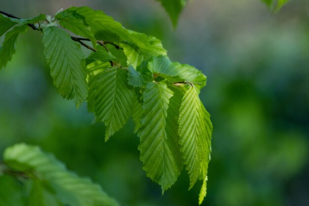 Close-up of green leaves on plant